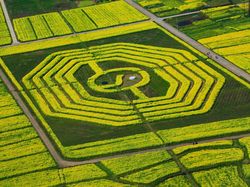 Deretan Foto Drone Bertema Ladang Bunga yang Bikin Melotot
