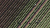 Jepretan drone miliki keunikan tersendir idari segi perspektif tanpa batas. Berikut deretan foto-foto drone dari sejumlah ladang bunga di dunia.