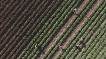 Meski sudah dipangkas bunganya, ladang tulip di Jerman ini tetap terlihat indah dari jepretan drone, setuju? Sean Gallup/Getty Images