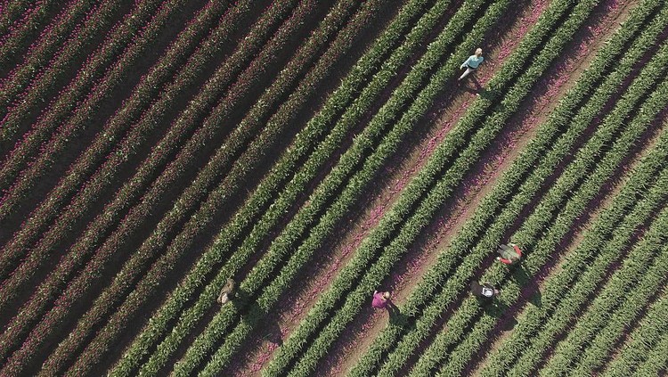 Jepretan drone miliki keunikan tersendir idari segi perspektif tanpa batas. Berikut deretan foto-foto drone dari sejumlah ladang bunga di dunia.