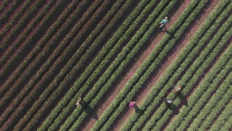 Jepretan drone miliki keunikan tersendir idari segi perspektif tanpa batas. Berikut deretan foto-foto drone dari sejumlah ladang bunga di dunia.