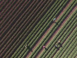 Deretan Foto Drone Bertema Ladang Bunga yang Bikin Melotot