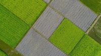 Jepretan drone miliki keunikan tersendir idari segi perspektif tanpa batas. Berikut deretan foto-foto drone dari sejumlah ladang bunga di dunia.