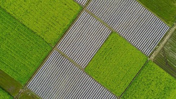 Lansekap foto drone dari kawasan Jiangxi, China, ini memperlihatkan ladang bunga berbentuk persegi yang unik. Visual China Group via Getty Images.