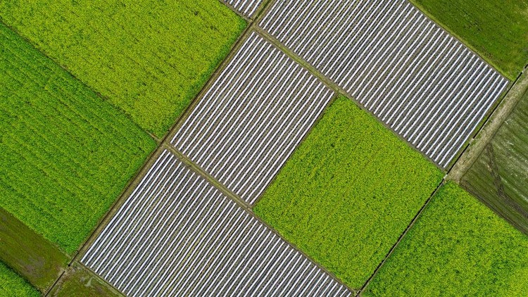 Jepretan drone miliki keunikan tersendir idari segi perspektif tanpa batas. Berikut deretan foto-foto drone dari sejumlah ladang bunga di dunia.