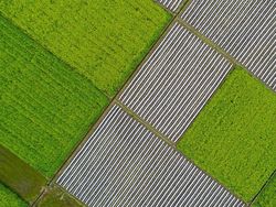 Deretan Foto Drone Bertema Ladang Bunga yang Bikin Melotot