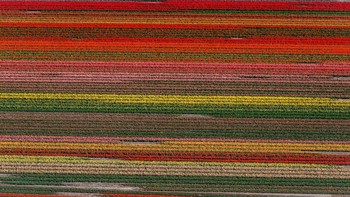 Belanda memang surganya bunga, terbukti ladang bunga tulip di Lisse ini tampil warna-warni bak lukisan oleh jepretan drone. Laurens Lindhout/Soccrates/Getty Images