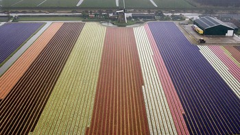 Foto drone dari langit Lisse, Belanda, ini memperlihatkan perspektif dari ladang bunga warna-warni. RICK NEDERSTIGT/AFP via Getty Images