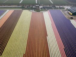 Deretan Foto Drone Bertema Ladang Bunga yang Bikin Melotot