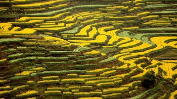 Nah, ini dia terasering bunga rape yang menawarkan warna kekuningan khas menyegarkan mata, berada di kawasan Jiangxi, China. (Visual China Group via Getty Images)
