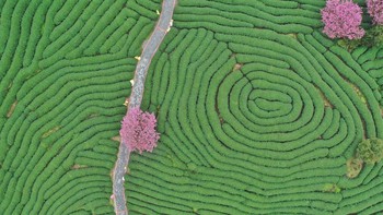 Kalau yang ini Terasering kebun teh di Longyan, China juga nih. Bentuknya juga apik dan indah dipandang mata ya. Ada juga warna pink yang semakin membuat indah dan hidup dengan pohon cherry yang bermekaran. (Jiao Xiaoxiang/VCG via Getty Images)