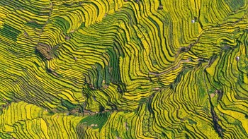 Bisa dibilang beberapa lahan terasering di China memang didominasi oleh bunga rape yang bermekaran. Salah satunya seperti yang terekam kamera di Provinsi Guizhou, China ini. (Qin Gang/VCG via Getty Images)