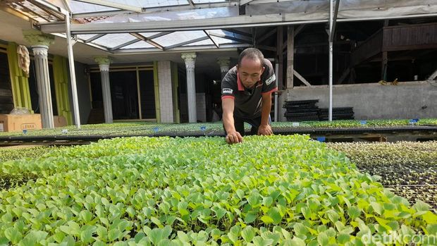 Engkus Sugiri (44) membudidayakan bibit sayuran di Sumedang