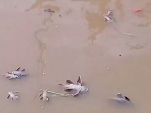 Menanti Hasil Analisis soal Ikan-ikan Mati di Kali Kramat Jati