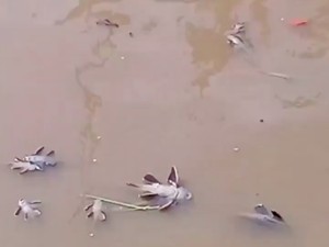 Misteri Ikan-ikan Mati, Uji Sampel Kali Kramat Jati Akan Keluar 12 Hari