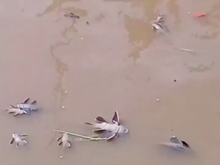 Ikan-ikan di Kali Baru Kramat jati ditemukan mati massal pada Senin (11/7). Diduga ikan-ikan mati karena keracunan limbah jeroan hewan kurban (Screenshot video viral)