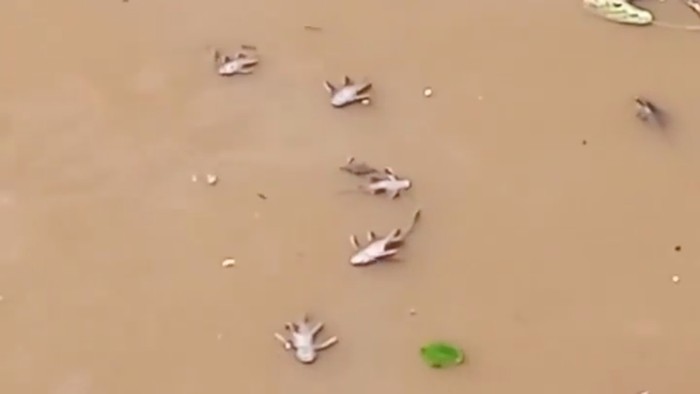 Ikan-ikan di Kali Baru Kramat jati ditemukan mati massal pada Senin (11/7). Diduga ikan-ikan mati karena keracunan limbah jeroan hewan kurban (Screenshot video viral)