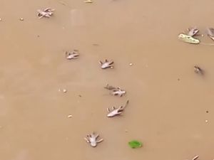 DLH DKI Analisis Hasil Uji Lab Sampel Kali Kramat Jati Imbas Ikan-ikan Mati
