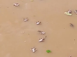 Ikan-ikan di Kali Kramat Jati Mati Diduga Akibat Limbah Jeroan Kurban