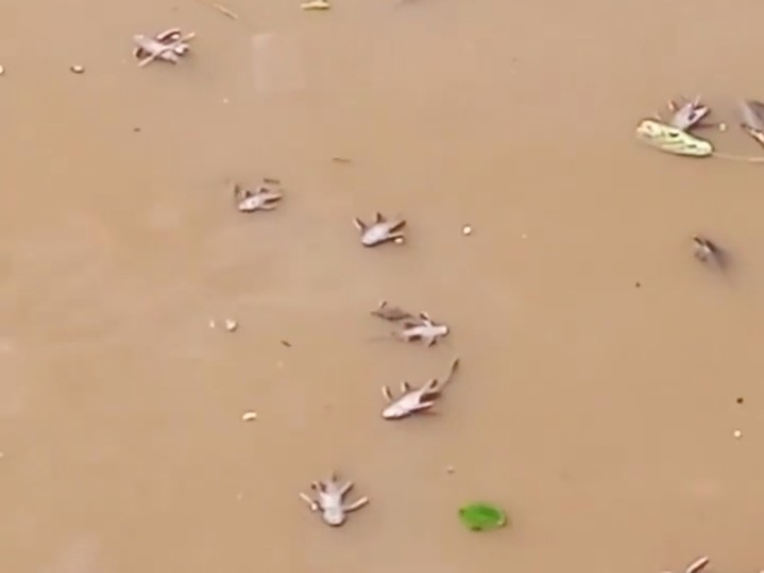Ikan-ikan di Kali Baru Kramat jati ditemukan mati massal pada Senin (11/7). Diduga ikan-ikan mati karena keracunan limbah jeroan hewan kurban (Screenshot video viral)
