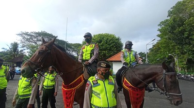 Melihat Kuda Belanda-Sumba Polda Bali untuk Patroli Keamanan G20
