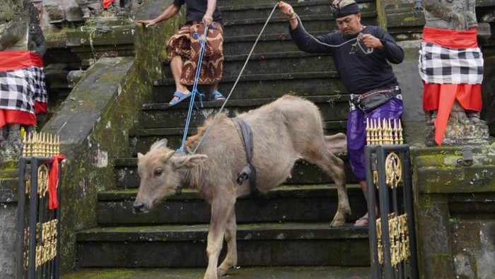 Mapepada wewalungan di Pura Mandara Giri Semeru Agung