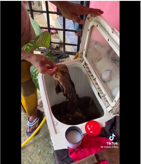 Mencuci jeroan sapi pakai mesin cuci
