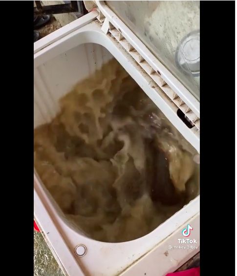 Mencuci jeroan sapi pakai mesin cuci