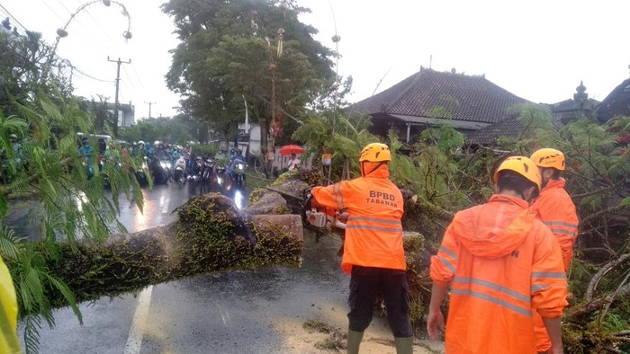 Petugas TRC BPBD Tabanan memotong dahan pohon tumbang di jalur Tabanan-Penebel, Desa Wanasari, Kabupaten Tabanan, Bali, Selasa (12/7/2022).