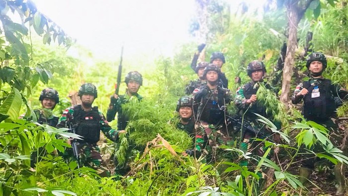 Satgas Pamtas RI-PNG Yonif 126/KC temukan ladang ganja di Distrik Waris, Kabupaten Keerom, Papua.