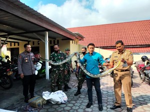 Ngeri! Ular Sanca Kembang 4 Meter Lilit Pencari Katak di Blitar hingga Tewas