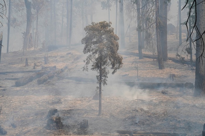 A giant sequoia in the Mariposa Grove remains unscathed in the Washburn Fire that is burning in Yosemite National Park near Wawona, California, U.S. July 11, 2022.  REUTERS/Tracy Barbutes