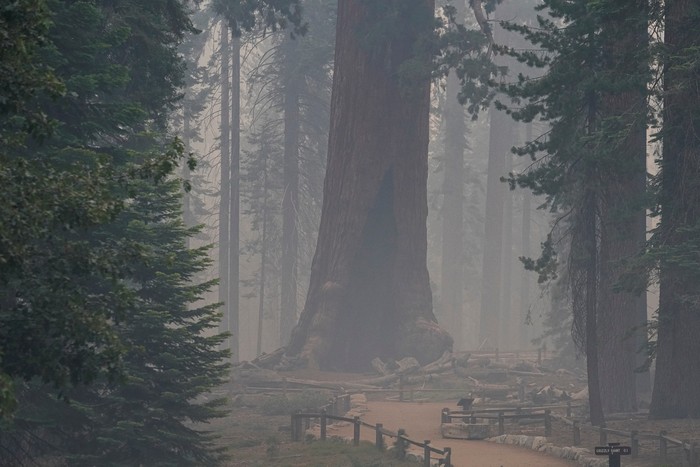 A giant sequoia in the Mariposa Grove remains unscathed in the Washburn Fire that is burning in Yosemite National Park near Wawona, California, U.S. July 11, 2022.  REUTERS/Tracy Barbutes