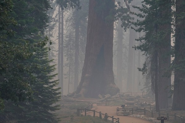 Pohon raksasa terbesar di dunia, Sequoia, terancam oleh kebakaran hutan (Foto: REUTERS/TRACY BARBUTES)