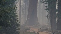 Pohon raksasa bertahan dari kebakaran di di Taman Nasional Yosemite, California, AS, Senin (11/7/2022).  Kawasan hutan lindung ini menjadi konservasi sekaligus tujuan wisata di negara bagian terbesar di AS itu.