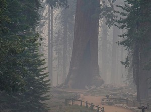 Pohon Raksasa Terbesar di Dunia, Sequoia, Terancam Kebakaran Hutan Lagi