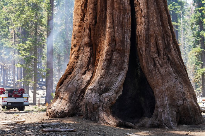 A giant sequoia in the Mariposa Grove remains unscathed in the Washburn Fire that is burning in Yosemite National Park near Wawona, California, U.S. July 11, 2022.  REUTERS/Tracy Barbutes