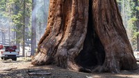 Truk pemadam kebakaran terparkir di samping pohon raksasa yang bertahan dari kebakaran hutan di Taman Nasional Yosemite, California, AS, Senin (11/7/2022). Kekeringan, gelombang panas dan perubahan iklim membuat kebakaran hutan nyaris terjadi saban tahun di California.