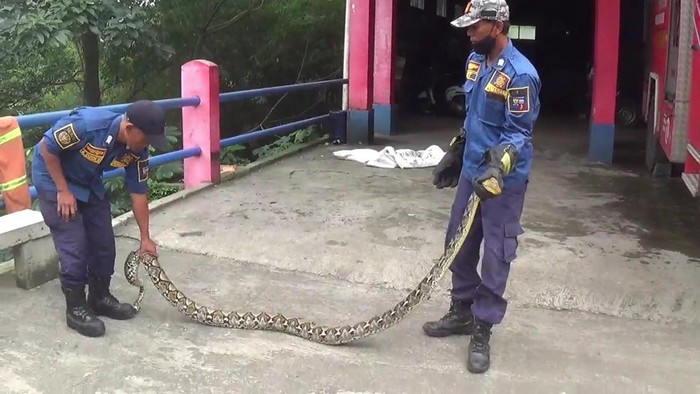 Warga di Kelurahan Curug Mekar, Kota Bogor dihebohkan dengan kemunculan ular sanca sepanjang 3 meter di tembok pagar rumah salah satu warga. (dok Istimewa)