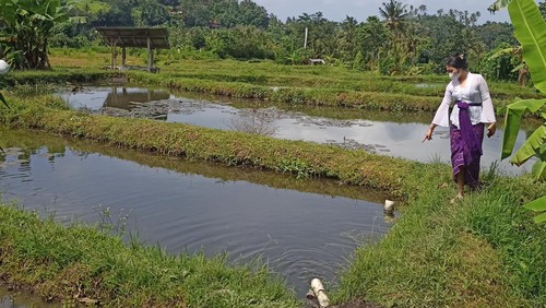 Anak dari Gusti Ayu Agung Parwati saat menunjukkan lokasi pencurian kolam udang.