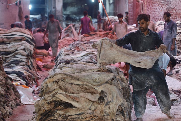 LAHORE, PUNJAB, PAKISTAN - 2022/07/12: A Pakistani worker covers sacrificial animal skins with salt after the cleaning and preserving process at their workplace in Lahore. After this they will be transportated to different factories, the core products being leather garments, gloves, tanned leather, and footwear. (Photo by Rana Sajid Hussain/Pacific Press/LightRocket via Getty Images)