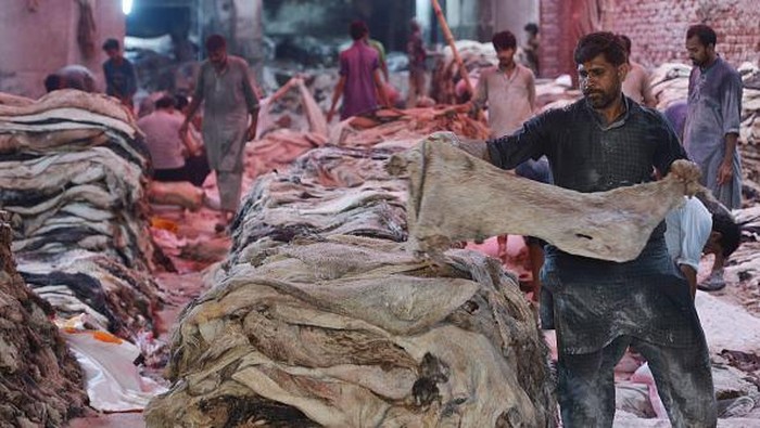 LAHORE, PUNJAB, PAKISTAN - 2022/07/12: A Pakistani worker covers sacrificial animal skins with salt after the cleaning and preserving process at their workplace in Lahore. After this they will be transportated to different factories, the core products being leather garments, gloves, tanned leather, and footwear. (Photo by Rana Sajid Hussain/Pacific Press/LightRocket via Getty Images)
