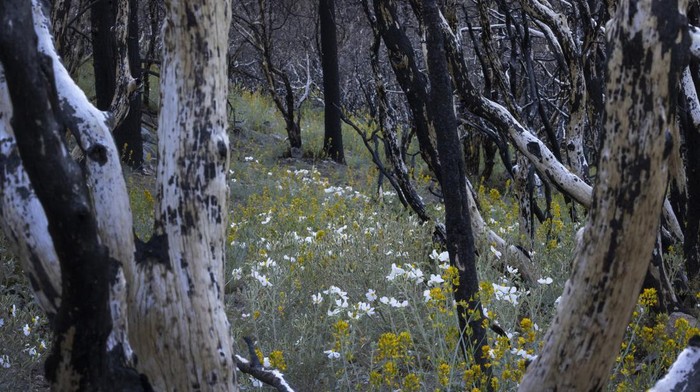 Bunga poppy bermekaran di area bekas kebakaran hutan di California, AS. Bunga ini jadi salah satu tanaman pertama yang muncul pascakebakaran hanguskan area itu.