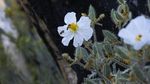 Cantiknya Bunga Poppy Bermekaran di Lokasi Kebakaran Hutan California