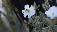 Dua ekor lebah menghampiri bunga-bunga poppy yang bermekaran di lokasi bekas kebakaran hutan di California, Amerika Serikat.  