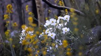 Penampakan bunga poppy yang bermekaran di lokasi bekas kebakaran hutan di California. Kelopak bunga itu tampak didominasi warna putih dengan warna kuning di tengahnya.