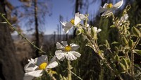 Bunga poppy yang bermekaran ini menjadi salah satu tanaman pertama yang muncul pascakebakaran menghanguskan berbagai tanaman di kawasan California, AS.