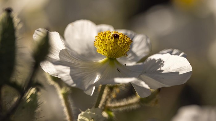 Cantiknya Bunga Poppy Bermekaran di Lokasi Kebakaran Hutan California Bunga poppy bermekaran di area bekas kebakaran hutan di California, AS. Bunga ini jadi salah satu tanaman pertama yang muncul pascakebakaran hanguskan area itu.
