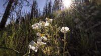 Penampakan bunga poppy (Argemone munita) yang bermekaran di lokasi bekas kebakaran hutan di wilayah California, Amerika Serikat, Selasa (12/7/2022) waktu setempat.