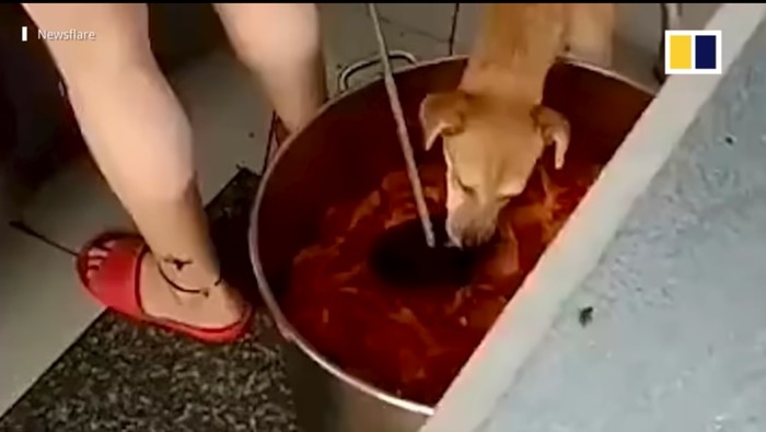 Jijik! Daging Ayam di Restoran China Ini Bekas Dicomoti Anjing